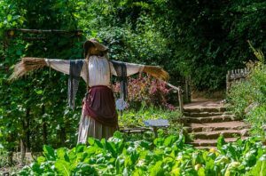 backyard vegetable garden design ideas scarecrow