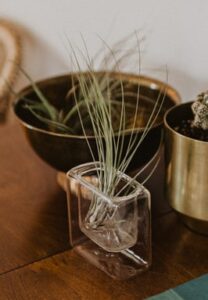what is an air plant no direct light What is an Air Plant Anyway? ❀ Fairy Circle Garden