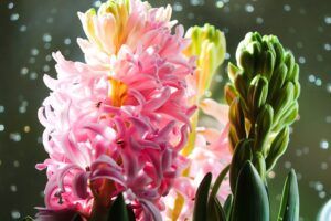 valentine fairy garden hyacinth