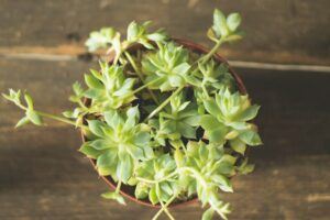 how to take care of a succulent plant offshoot
