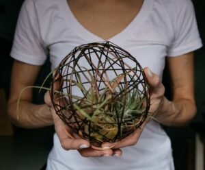what is an air plant interesting containers