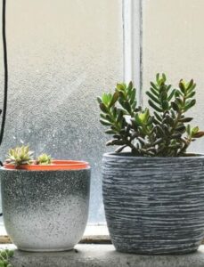 how to take care of a succulent plant window light