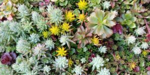 how to take care of a succulent plant genus How to Take Care of a Succulent Plant