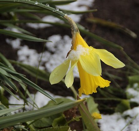 what jobs to do in the garden in february featured What Jobs to do in the Garden in February ❀ Fairy Circle Garden