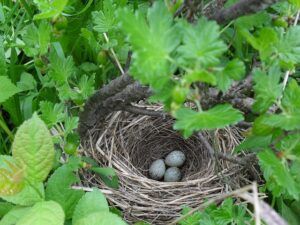 what jobs to do in the garden in february nest