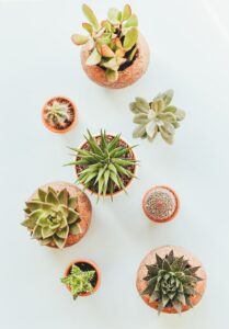 how to take care of a succulent plant