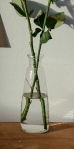 how to grow roses from cuttings length