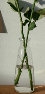 how to grow roses from cuttings length how to grow roses from cuttings length