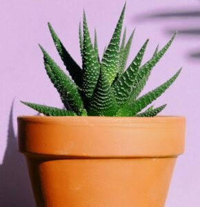 how to take care of a succulent plant terra cotta
