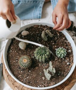 how to take care of a succulent plant watering