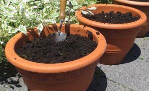 how to take care of a succulent plant garden soil