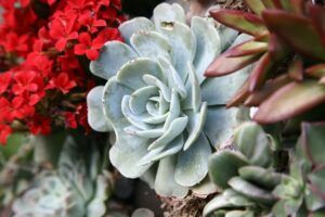 how to take care of a succulent plant feed