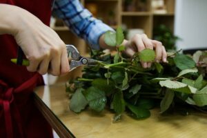 how to grow roses from cuttings quartering