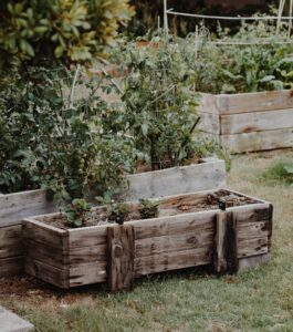 backyard vegetable garden design ideas plant position
