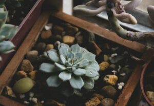 how to take care of a succulent plant growing medium