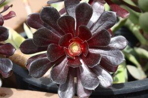 how to take care of a succulent plant sunburn