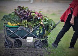 backyard vegetable garden design ideas full kitchen garden