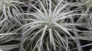 what is an air plant bromeliad family