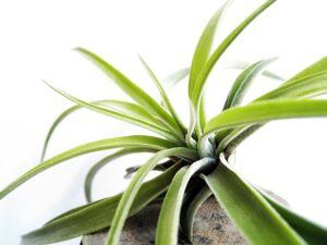 what is an air plant popular