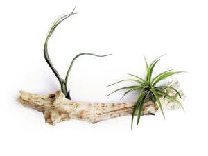 what is an air plant fun