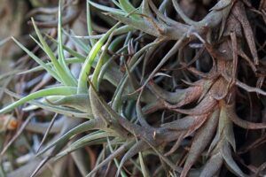 what is an air plant needs water What is an Air Plant Anyway? ❀ Fairy Circle Garden