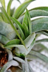 what is an air plant watering What is an Air Plant Anyway? ❀ Fairy Circle Garden