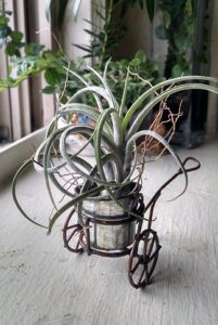 what is an air plant family