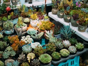how to take care of a succulent plant many