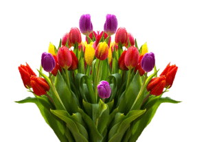 valentine fairy garden tulip valentine-fairy-garden-tulip