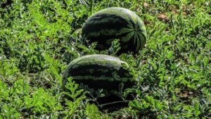 backyard vegetable garden design ideas watermelon