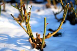 what jobs to do in the garden in february prune roses