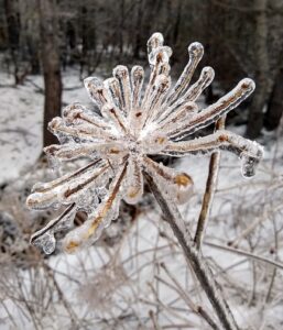 what jobs to do in the garden in february weeds