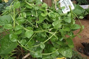 Survival Gardening: Growing the best emergency survival foods malabar spinach