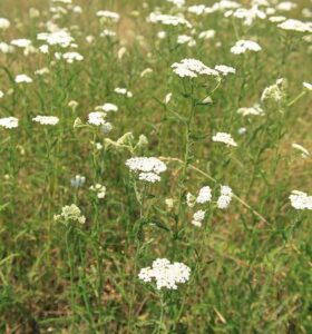 The Best Medicinal Herbs Grow Readily in Survival Gardens yarrow The Best Medicinal Herbs Grow Readily in Survival Gardens