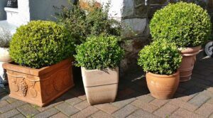 Front Yard Garden Design Ideas boxwood containers