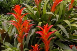 How to Care for Bromeliad House Plant: 101 leggy