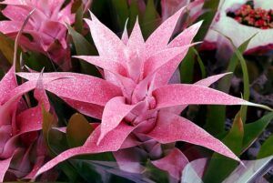 How to Care for Bromeliad House Plant: 101 how can that be real How to Care for Bromeliad House Plant: 101