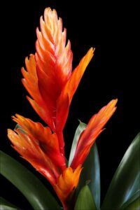 How to Care for Bromeliad House Plant: 101 water needs