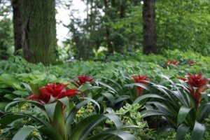 How to Care for Bromeliad House Plant: 101 light and temperature needs