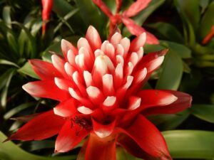 How to Care for Bromeliad House Plant: 101 grow in plastic