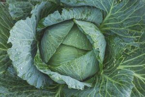 Survival Gardening: Growing the best emergency survival foods cabbage