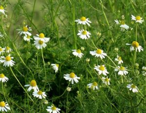 The Best Medicinal Herbs Grow Readily in Survival Gardens chamomile
