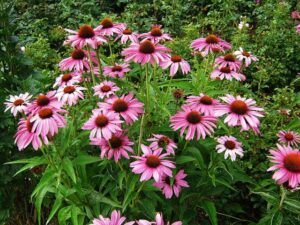 The Best Medicinal Herbs Grow Readily in Survival Gardens purple coneflower The Best Medicinal Herbs Grow Readily in Survival Gardens