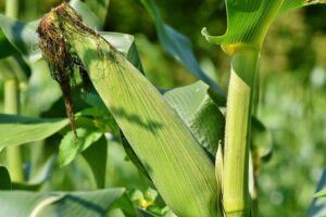 Survival Gardening: Growing the best emergency survival foods corn