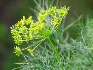 The Best Medicinal Herbs Grow Readily in Survival Gardens dill The Best Medicinal Herbs Grow Readily in Survival Gardens