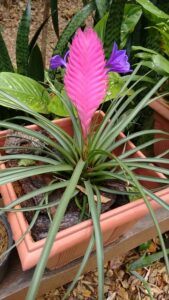 How to Care for Bromeliad House Plant: 101 variations