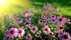 Survival Gardening: Growing the best emergency survival foods purple coneflower