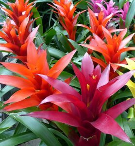 How to Care for Bromeliad House Plant: 101 pups How to Care for Bromeliad House Plant: 101