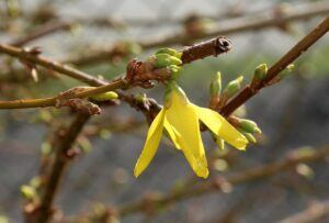 things to do in the garden in march prune