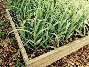 The Best Medicinal Herbs Grow Readily in Survival Gardens garlic